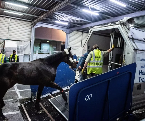 Welfare-Focused Horse Transport